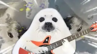 Seal Strikes Back