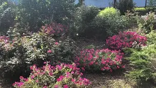 What grew from petunia seeds in 2024. From personal experience.