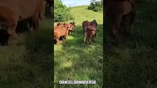 Novillas rojas 🐮