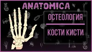 Кости кисти (manus) анатомия / Кости запястья анатомия / Остеология