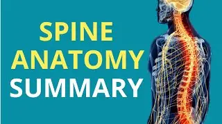 Quick Spine Anatomy Overview
