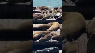 #sealions at #pier39 and Muir Woods in San Francisco, #California #shorts #sanfrancisco #shortsclip