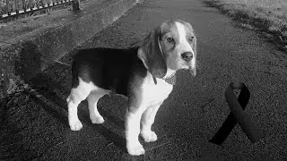 Saying Goodbye to Our Sweet Puppy, Ollie. (A Memorial Tribute)