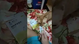 麻麻给橘橘起的新名字叫姜姜，人家刚到没几分钟就没把自己当外猫了，吃吃喝喝上厕所，然后仔仔细细巡视江山。谢谢领养人给了姜姜一个温暖的家 #shorts