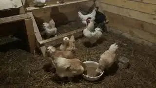 Куры. Фавероль. Золотые яйца.