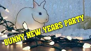 Bunny New Years Party complete with Ball Drop! Bunnies eating New Years snack