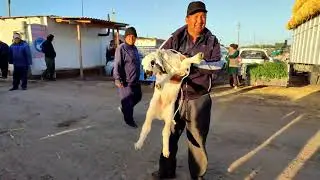 BERUNIY QÖY BAZOR NARXLARI
