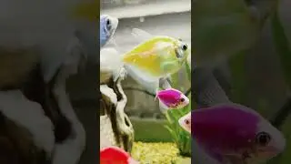 #лов