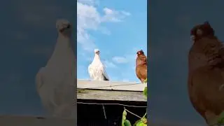 Узбекские Голуби Юры в Германии