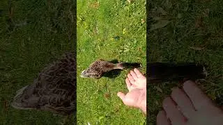 Утки попрошайки. VID 20240709 104106
