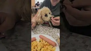 #pitomnikmoscow #тойпудель #pets #puppy #toypoodle #мальтипу #зеленоград