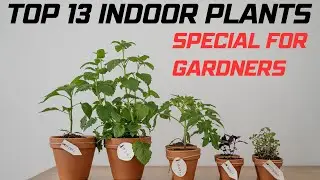 Transform Your Space with Indoor Plants | Best Low-Light and Air-Purifying Varieties #indoorplants