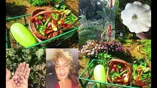 Fall 2017 Garden Update ~ Watermelon Taste Test