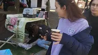 Выставка пристрой бездомных животных.9 ноября. Туапсе