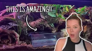 Reacting To YOUR Reptile Enclosures...