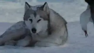 Собаки 
