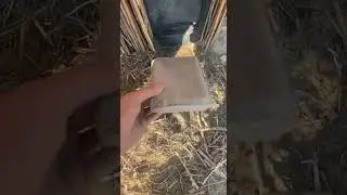 🥰ЗСУ і котики.@СергійЖереб