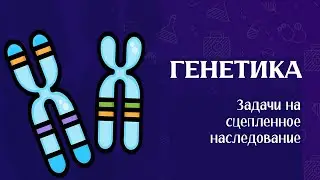 Генетические задачи ЕГЭ | Сцепленное наследование, составление карт