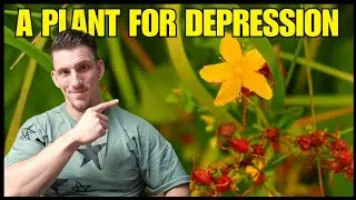 A plant for depression, anxiety and ADHD