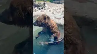 What a cutie bear 🐻 (from a far) #travel #toledozoo #bear #brownbear #animallover #animal