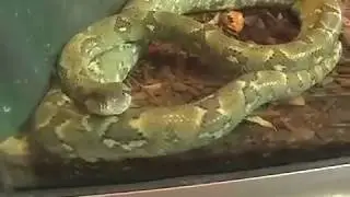 SnakeBytesTV-Be A Zoo Keeper??