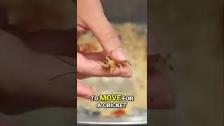 Get A Lazy Leopard Gecko To Eat More Than Treats!