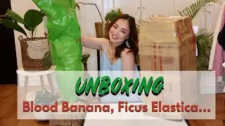 Plant Unboxing: Blood Banana & More!