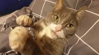 the cat like to sleep in bed. turn off the light