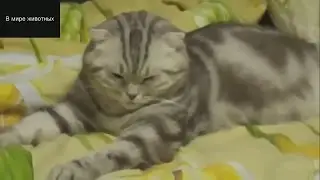 Коты и кошечки) Самое смешное видео которое стоит увидеть)