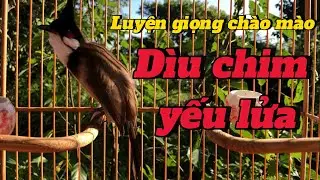 chào mào luyện giọng | dìu chim yếu lửa ,kích chim bổi hót | luyện chào mào hót sáng