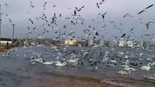 ЧАЙКИ!!!