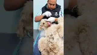 Doggy Dental with Benson