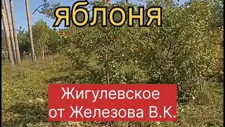 Яблоня Жигулевское от Железова В.К.