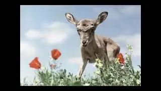 Кушка. Бадхызский заповедник