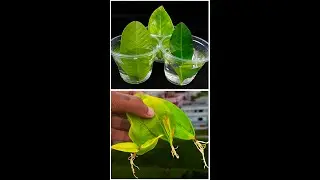 Easy gardening tips!#highlights #composite #Flowers #viralvideoシ #indoorplants #indoorgardening