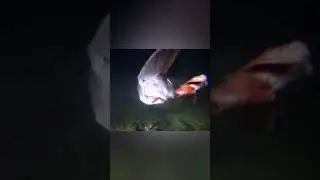 Самая опасная акула😨🦈