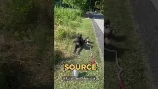 😳 The Surprising Reason Why Dogs Eat Grass #giantschnauzer #dogbreeds #schnauzer