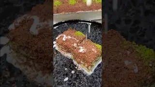 Turkianing eng mashxur baklavasi Sovuq baklava 😍 ❤️