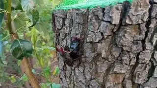 Жуки олени делают детей