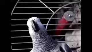When a parrot becomes a Londoner.