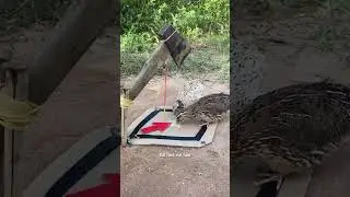 Penful Story of Catching Quila Bird 🐦🕊️