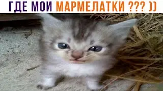 ГДЕ МОИ МАРМЕЛАТКИ??? ))) Приколы с котами | Мемозг 1256
