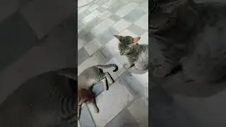 little meow gets jealous of big meow 😻