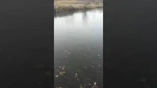 Первый лёд в Подмосковье.