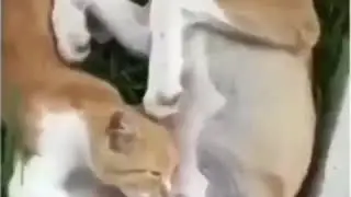 Кот как ты до такого докатился