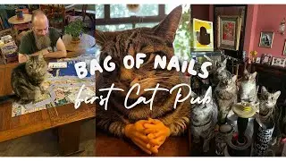 A Pub with Pints and Purrs: Accidental Creation of Bristol's First Cat Pub