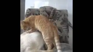 Кот лекарь массажист