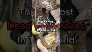TOP 10 Most Deadliest Snakes In The World. #shorts #trending #viralvideo