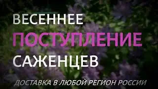 Поступление саженцев в магазин 