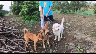 #viral BERBURU HANTU DGN 3 ANJING.mp4